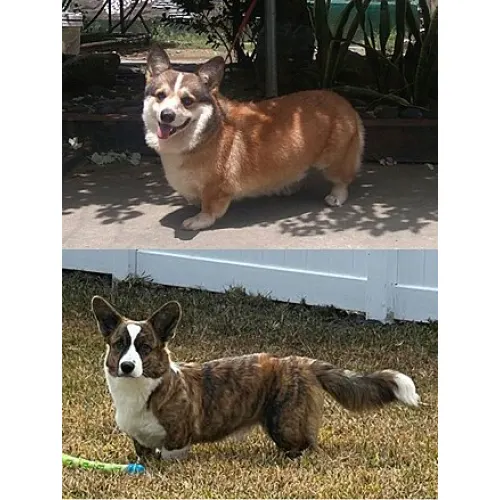 Corgi